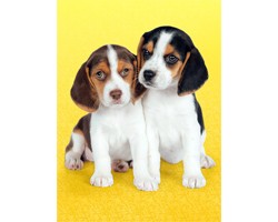 Puzzle 500 Pezzi - Cagnolini